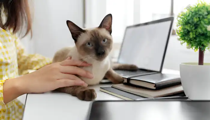 5 Reasons Why You Need a Cat Language Translator 5 Reasons Why You Need a Cat Language Translator