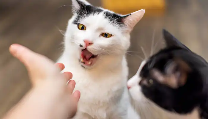 Are Human to Cat Translators Real
