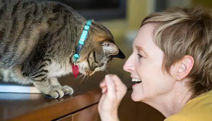 Cat Language Translator What It Is Cat Language Translator What It Is