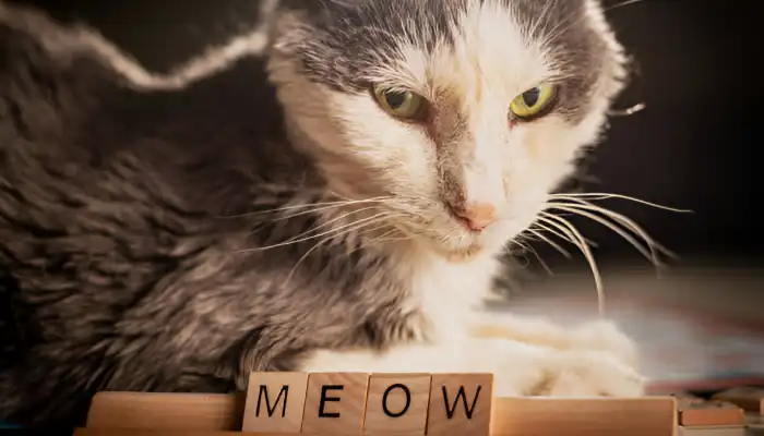 Cat Meow Translator Understanding Cat Sounds Cat Meow Translator Understanding Cat Sounds