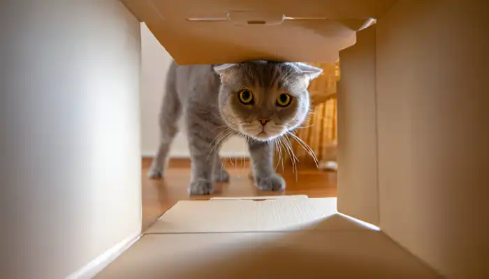 Cat Talk How Cats Communicate Cat Talk How Cats Communicate