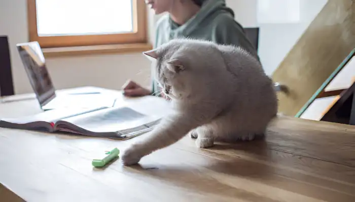 Do Cat Meow translators really work Do Cat Meow translators really work