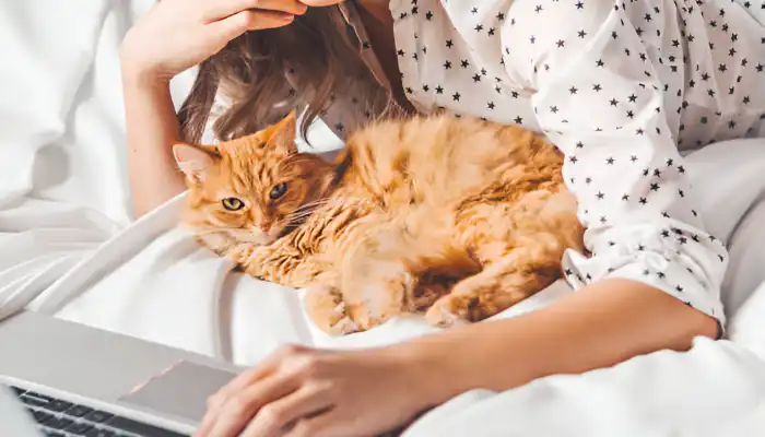 English to Cat Translator Does It Really Work English to Cat Translator Does It Understand Cats