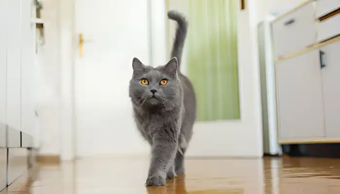 How Do Cats Say Good Bye