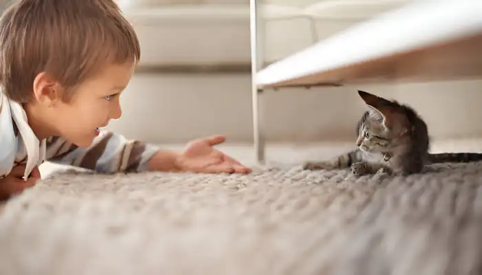 How Do Cats Say Hello in cat translator