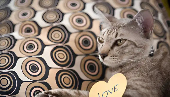 How Do Cats Say I Love You