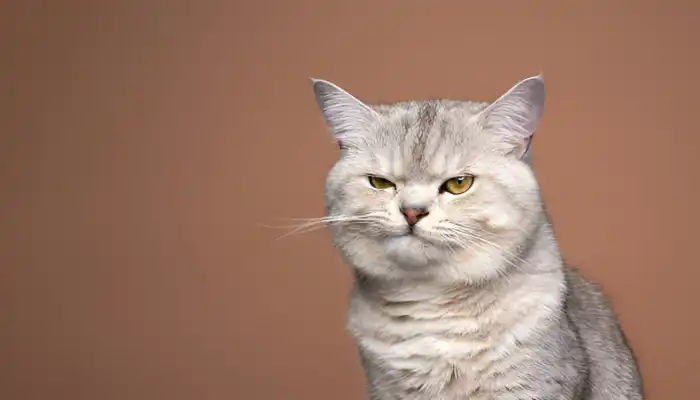 How Do Cats Say No