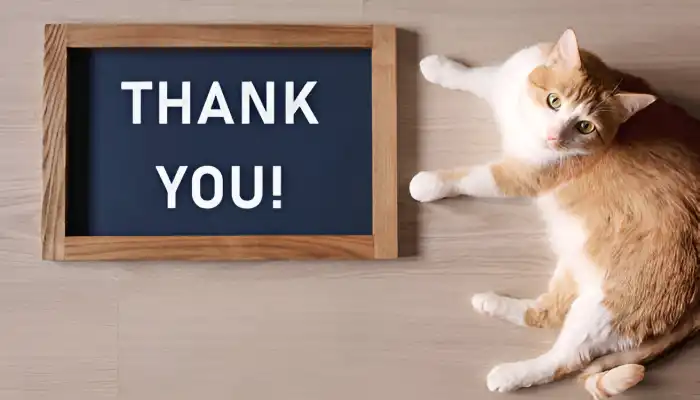 How Do Cats Say Thank You