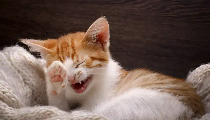 How Do Cats Say Yes