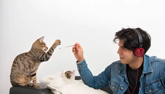 How Do English to Cat Sound Translators Work How Do English to Cat Sound Translators Work