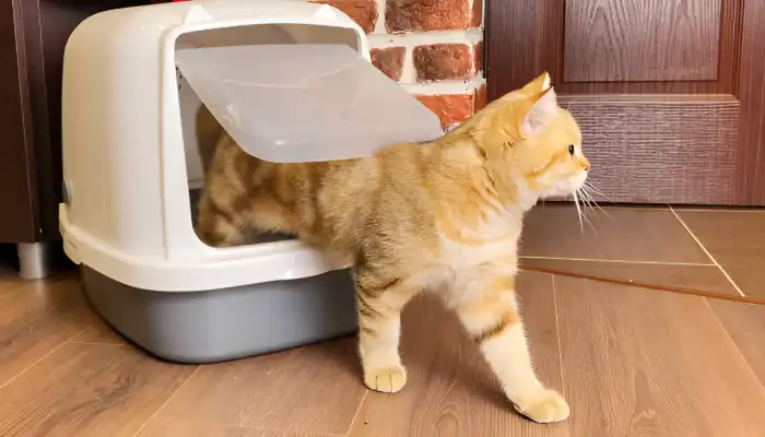 How Do I Say Good Bye in Cat Translator