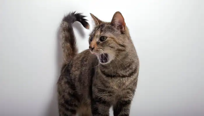 How Do I Say I Hate You in Cat Translator