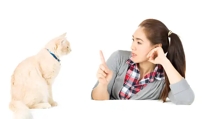 How Do I Say I am sorry in Cat Translator
