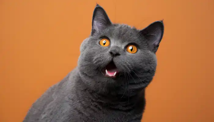 How Do I Say No in Cat Translator