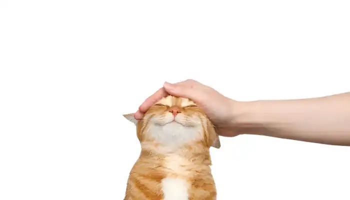 How Do I Say Thank You in Cat Translator