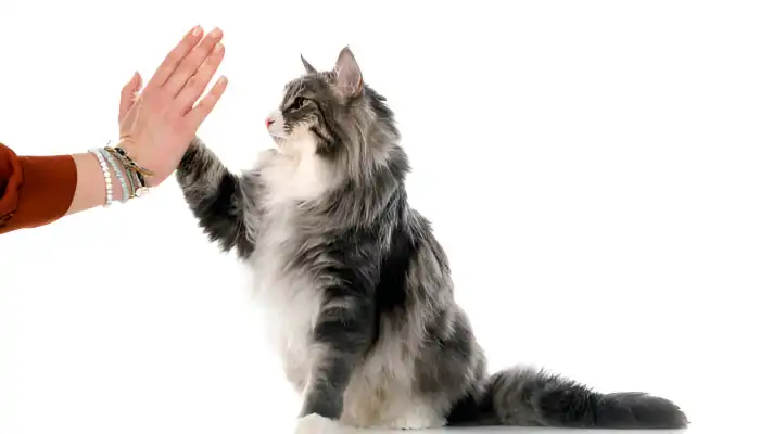 How Do I Say Yes in Cat Translator