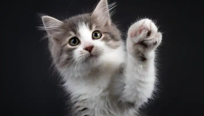 How Do You Say Hi in Cat Talk