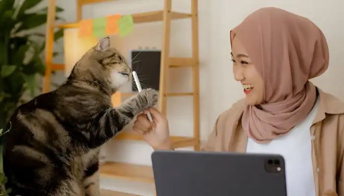 How a Cat Language Translator Works How a Cat Language Translator Works