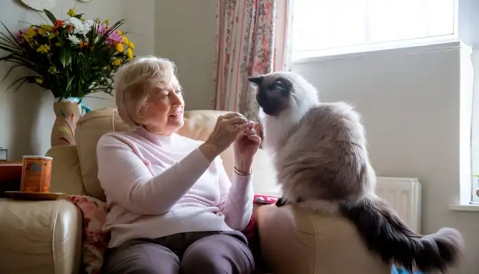How do cats talk How do cats talk