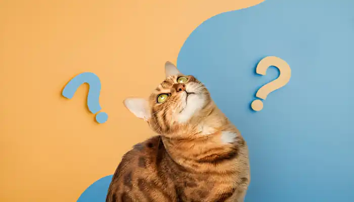 How to Speak Cat Translator: Basics of Cat Language How to Speak Cat Translator: Basics of Cat Language