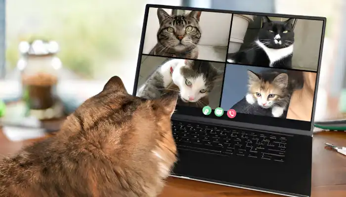 The Science Behind Cat Communication The Science Behind Cat Communication