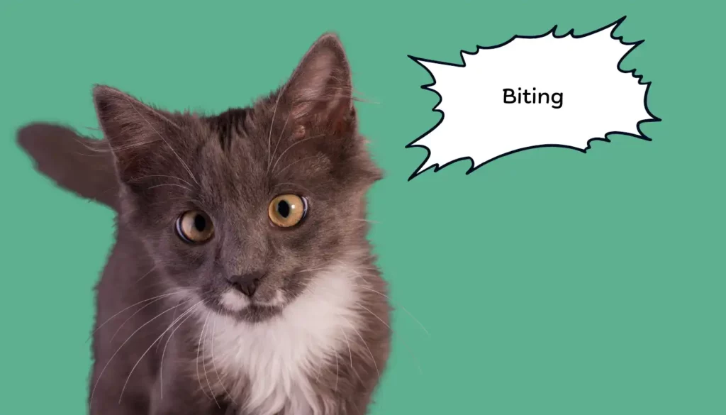 Human to Cat Translator for Biting Human to Cat Translator for Biting