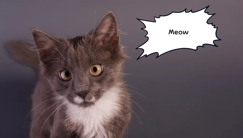 Human to Cat Translator for Meow Human to Cat Translator for Meow