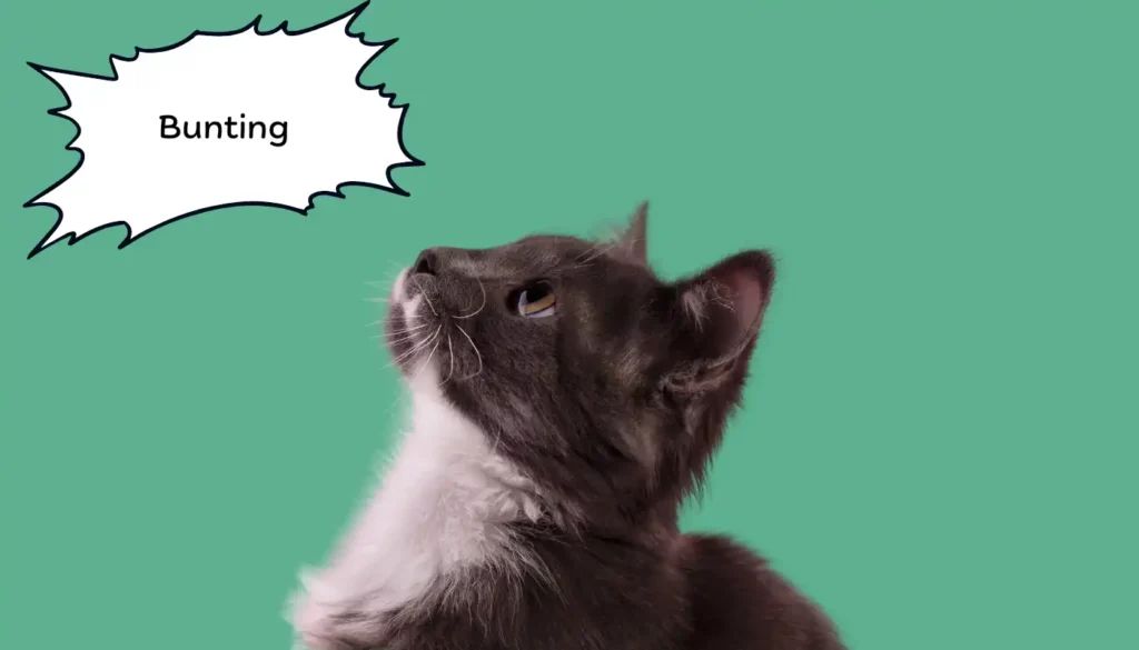 Human to Cat Translator for Bunting Human to Cat Translator for Bunting