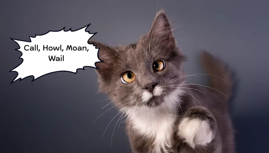 Human to Cat Translator for Call, Howl, Moan, Wail Human to Cat Translator for Call, Howl, Moan, Wail