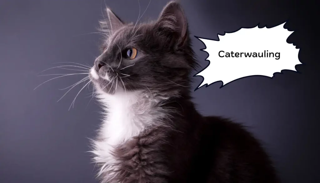 Human to Cat Translator for Caterwauling Human to Cat Translator for Caterwauling
