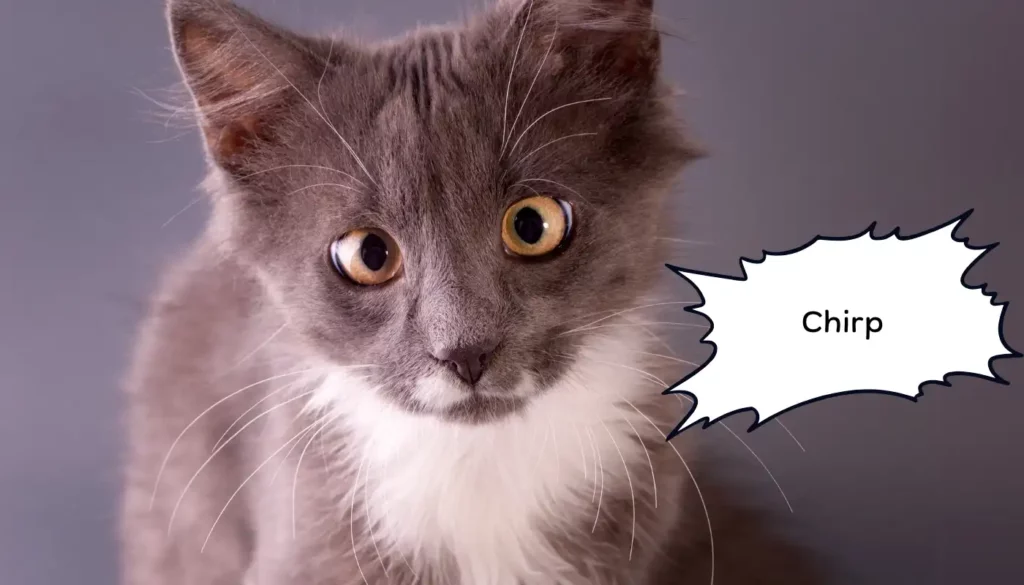 Human to Cat Translator for Chirp Human to Cat Translator for Chirp