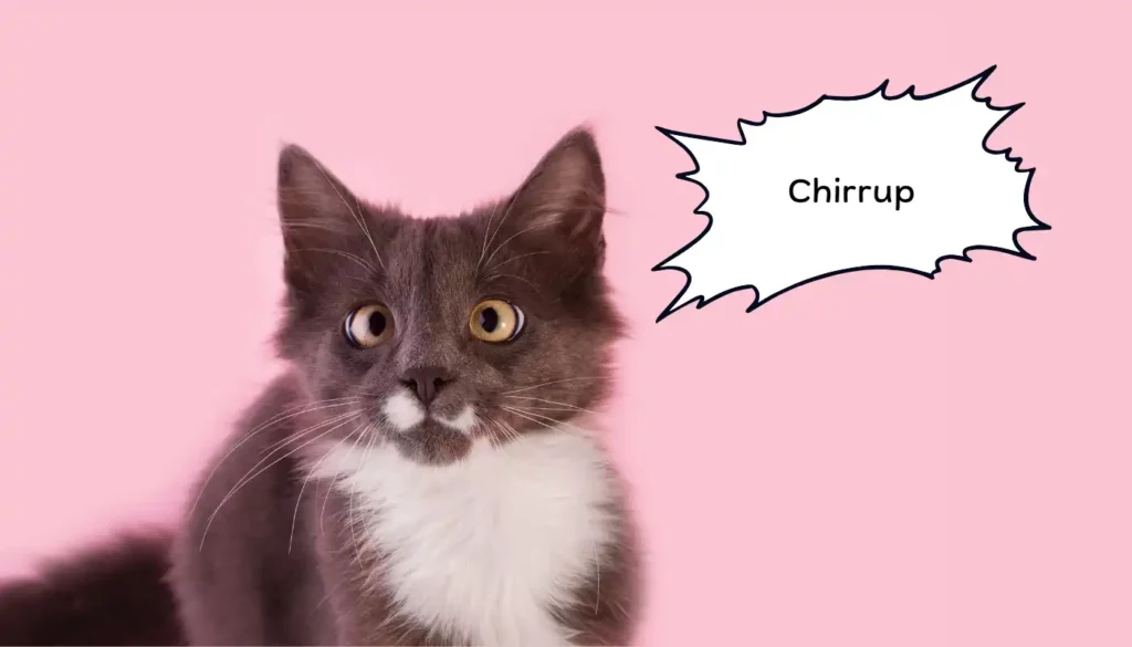 Human to Cat Translator for Chirrup