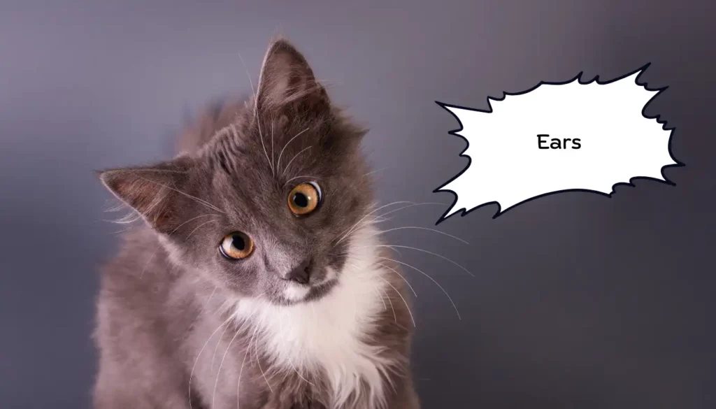 Human to Cat Translator for Ears Human to Cat Translator for Ears