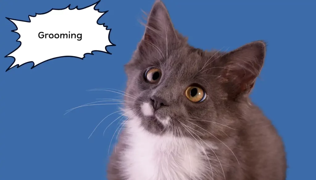 Human to Cat Translator for Grooming Human to Cat Translator for Grooming