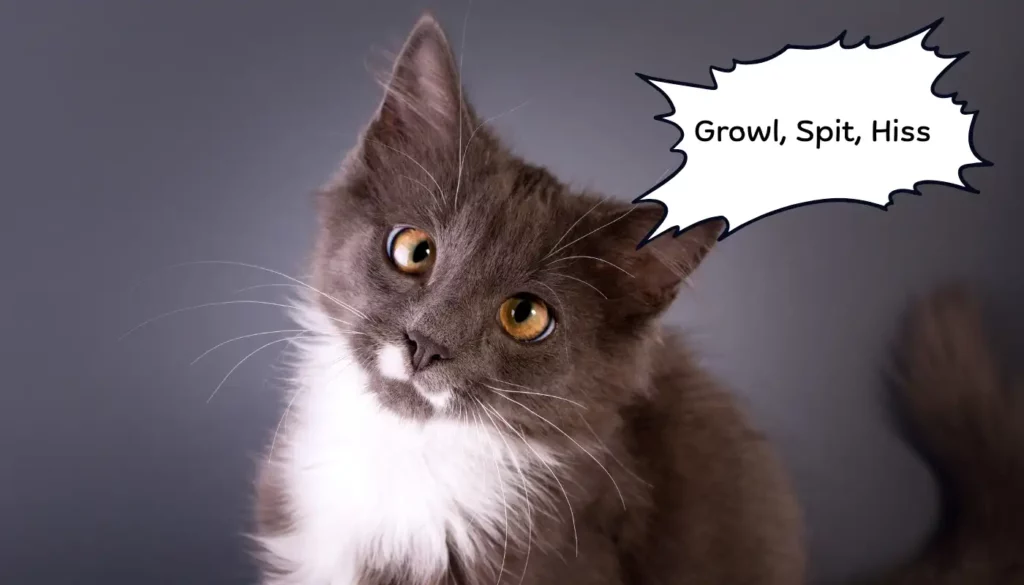 Human to Cat Translator for Growl, Spit, Hiss Human to Cat Translator for Growl, Spit, Hiss