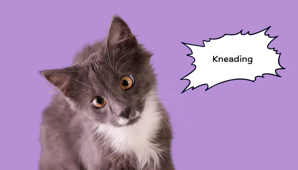 Human to Cat Translator for Kneading Human to Cat Translator for Kneading
