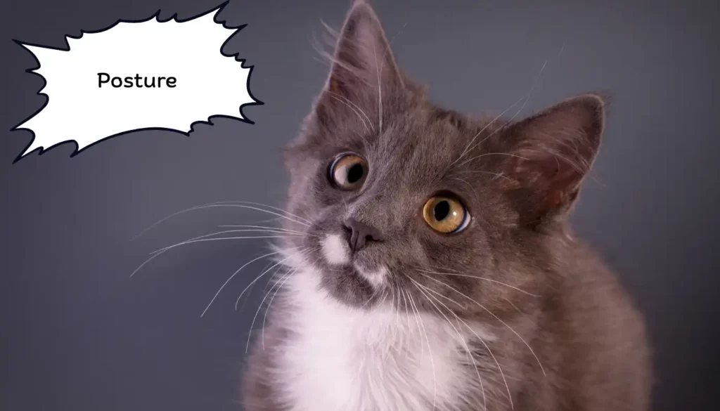 Human to Cat Translator for Posture Human to Cat Translator for Posture
