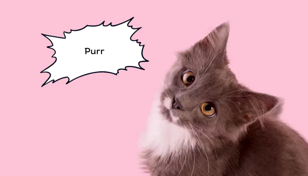 Human to Cat Translator for Purr Human to Cat Translator for Purr