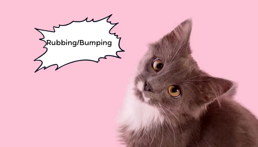 Human to Cat Translator for Rubbing or Bumping Human to Cat Translator for Rubbing or Bumping