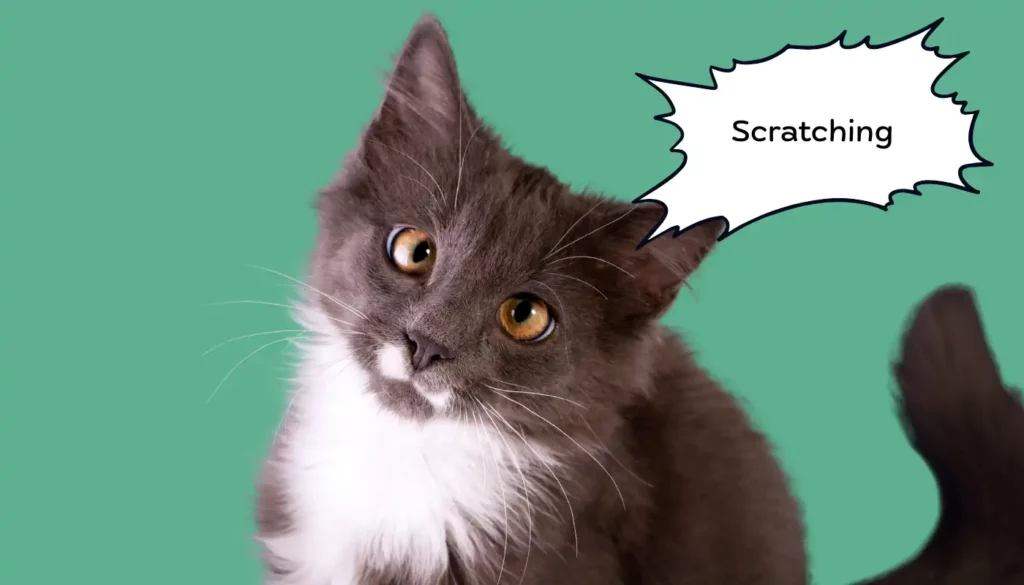 Human to Cat Translator for Scratching Human to Cat Translator for Scratching