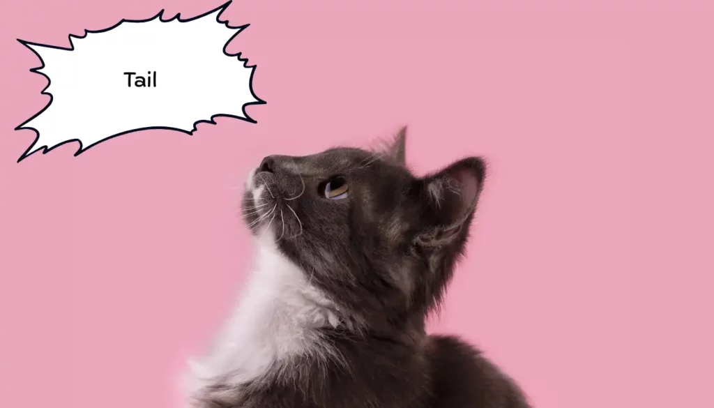 Human to Cat Translator for Tail Human to Cat Translator for Tail