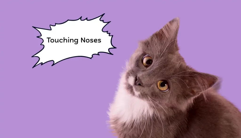 Human to Cat Translator for Touching Noses Human to Cat Translator for Touching Noses