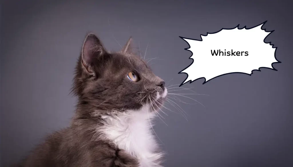 Human to Cat Translator for Whiskers Human to Cat Translator for Whiskers
