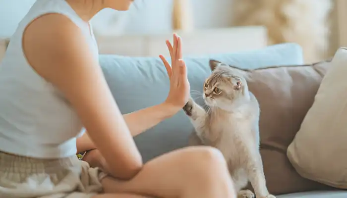 Language of Cats: Beyond the Meow Language of Cats: Beyond the Meow