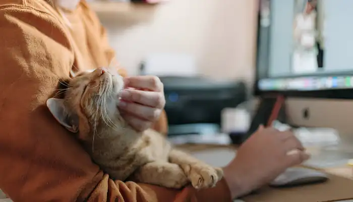 Tips for Effective Use of Human to Cat Translators Tips for Effective Use of Human to Cat Translators