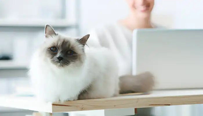 What Are Human to Cat Translators? What Are Human to Cat Translators?